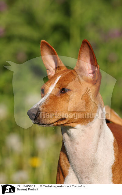 Basenji Portrait / Basenji Portrait / IF-05601