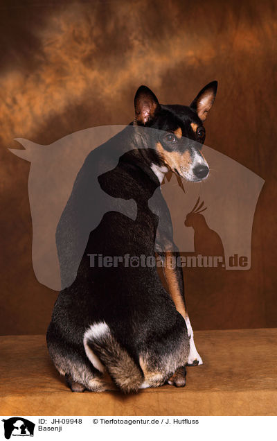 Basenji / Basenji / JH-09948
