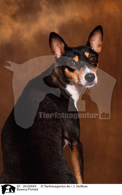 Basenji Portrait / Basenji Portrait / JH-09949