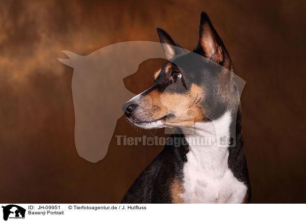 Basenji Portrait / Basenji Portrait / JH-09951