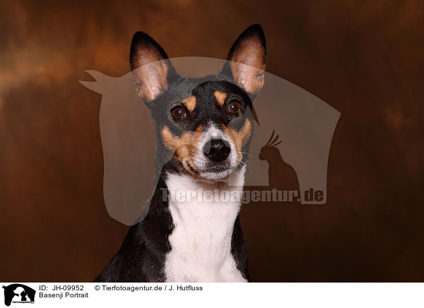 Basenji Portrait / Basenji Portrait / JH-09952