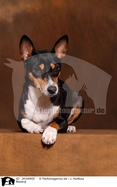 Basenji / Basenji / JH-09955