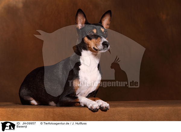 Basenji / Basenji / JH-09957
