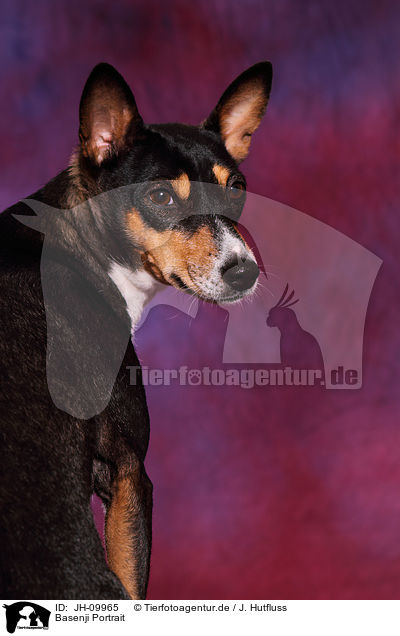 Basenji Portrait / Basenji Portrait / JH-09965