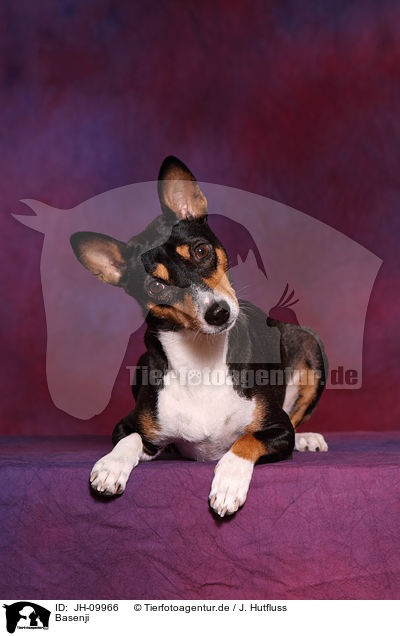 Basenji / Basenji / JH-09966