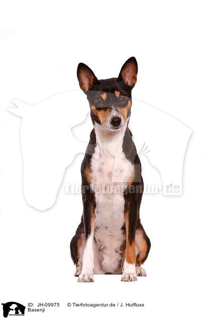 Basenji / Basenji / JH-09975