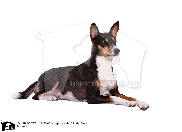 Basenji / Basenji / JH-09977