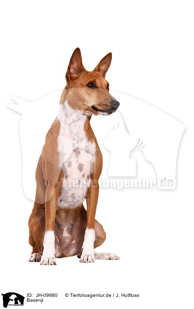 Basenji / Basenji / JH-09980