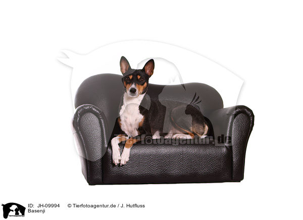 Basenji / Basenji / JH-09994