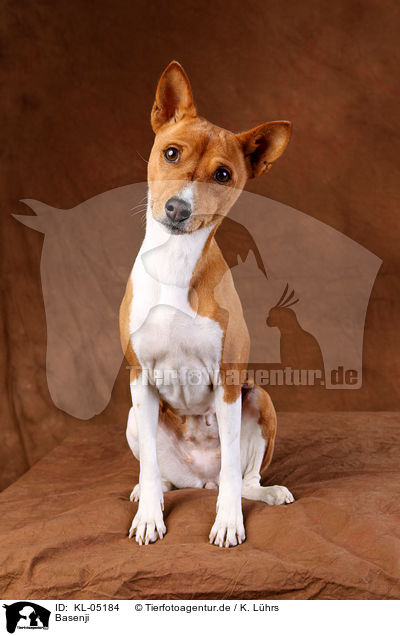 Basenji / Basenji / KL-05184