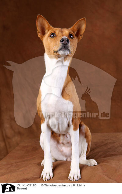 Basenji / Basenji / KL-05185