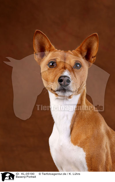 Basenji Portrait / Basenji Portrait / KL-05190