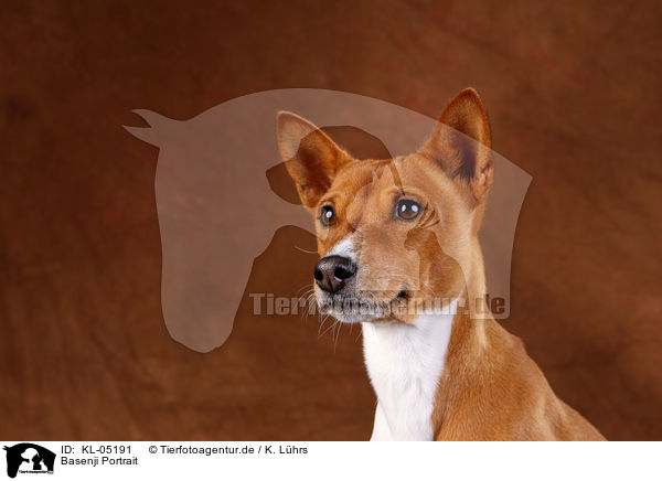 Basenji Portrait / Basenji Portrait / KL-05191