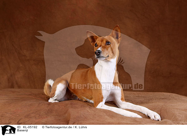 Basenji / Basenji / KL-05192