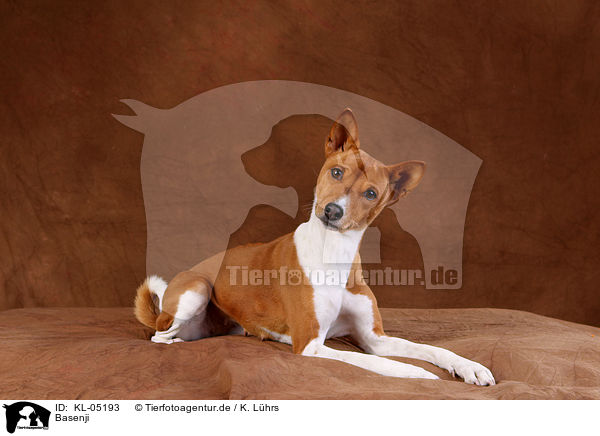 Basenji / Basenji / KL-05193