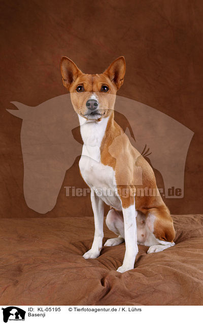Basenji / Basenji / KL-05195