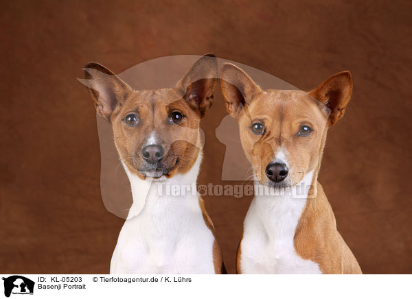 Basenji Portrait / Basenji Portrait / KL-05203