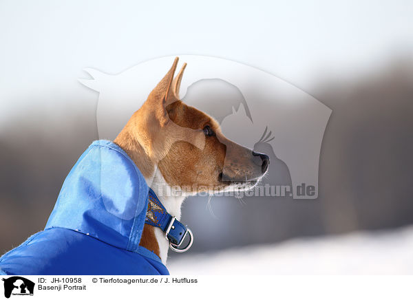 Basenji Portrait / Basenji Portrait / JH-10958