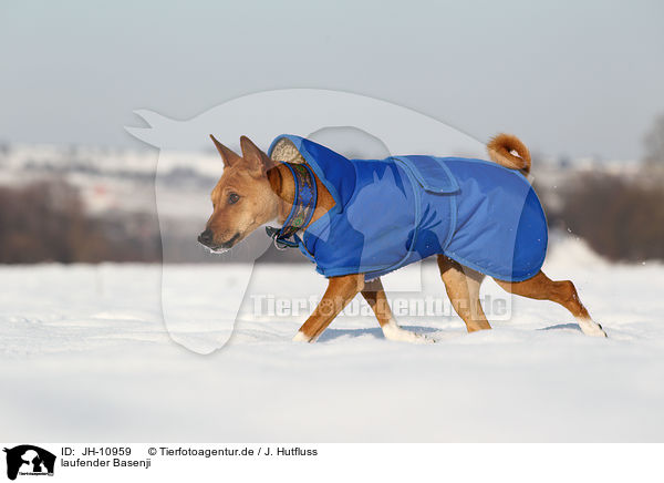 laufender Basenji / trotting Basenji / JH-10959