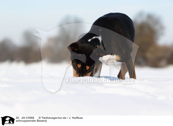 schnuppernder Basenji / snuffling Basenji / JH-10966