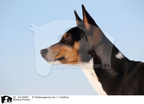 Basenji Portrait / JH-10967