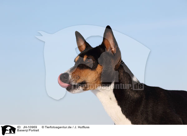 Basenji Portrait / Basenji Portrait / JH-10969