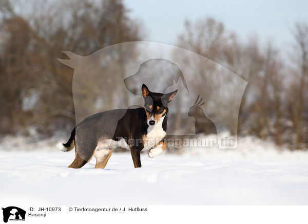 Basenji / Basenji / JH-10973