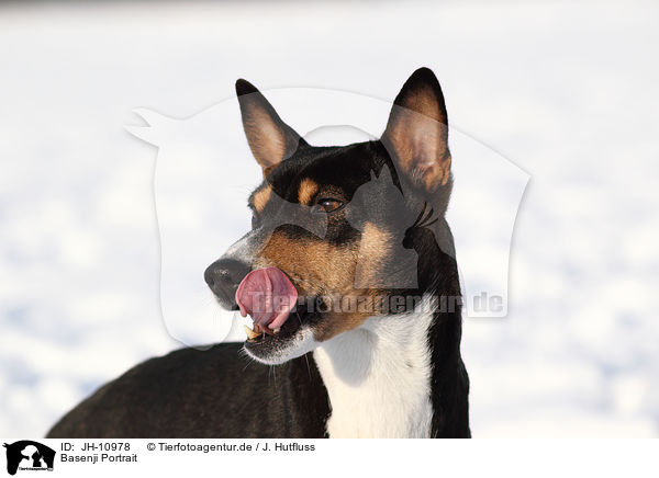 Basenji Portrait / Basenji Portrait / JH-10978