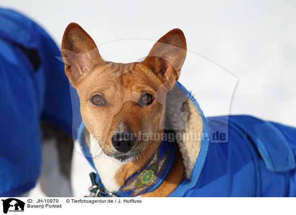 Basenji Portrait / Basenji Portrait / JH-10979