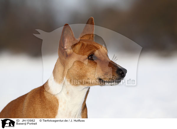 Basenji Portrait / Basenji Portrait / JH-10982