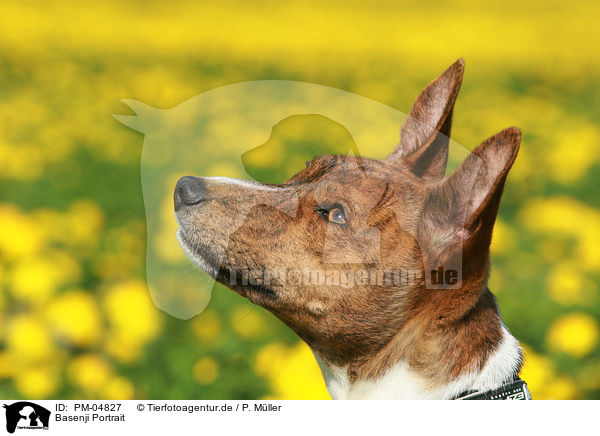 Basenji Portrait / Basenji Portrait / PM-04827