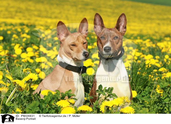 Basenji Portrait / Basenji Portrait / PM-04831