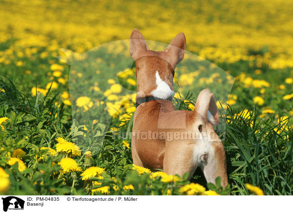 Basenji / Basenji / PM-04835