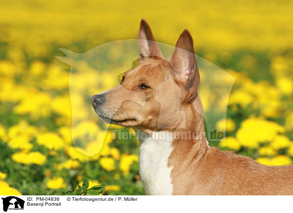 Basenji Portrait / Basenji Portrait / PM-04836