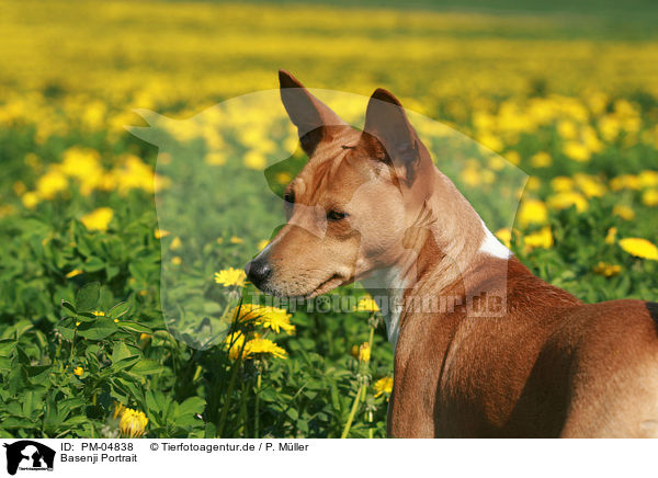 Basenji Portrait / Basenji Portrait / PM-04838
