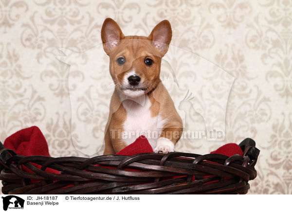 Basenji Welpe / Basenji Puppy / JH-18187