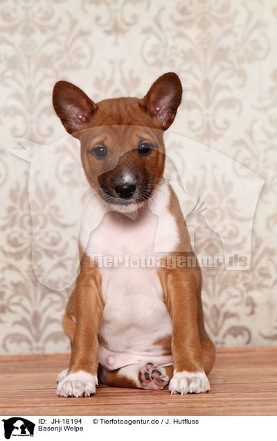 Basenji Welpe / Basenji Puppy / JH-18194