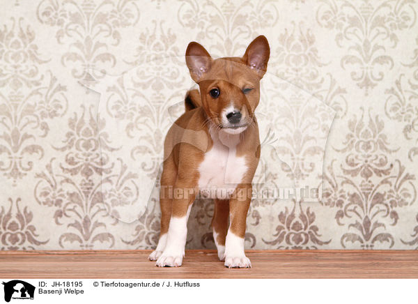 Basenji Welpe / Basenji Puppy / JH-18195