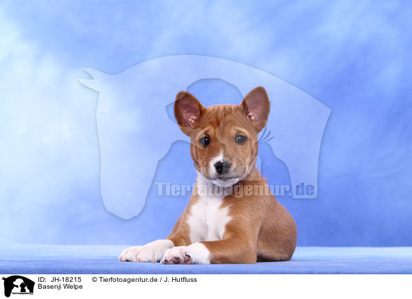 Basenji Welpe / Basenji Puppy / JH-18215