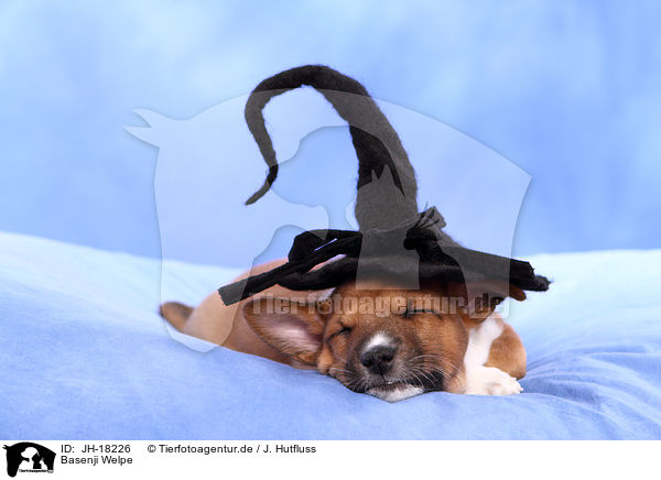 Basenji Welpe / JH-18226