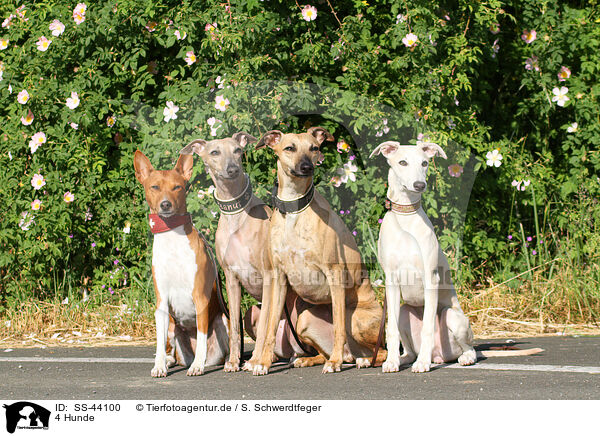 4 Hunde / SS-44100