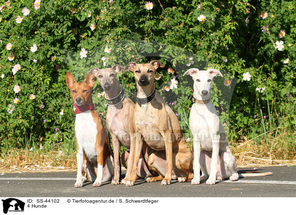 4 Hunde / SS-44102