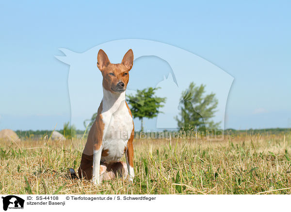 sitzender Basenji / SS-44108