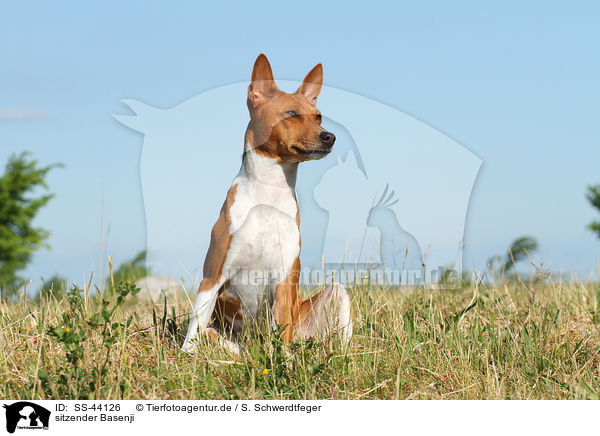 sitzender Basenji / sitting Basenji / SS-44126