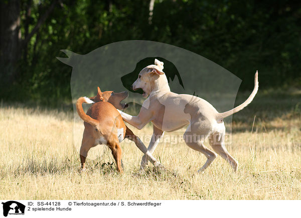 2 spielende Hunde / 2 playing dogs / SS-44128