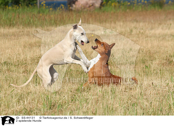2 spielende Hunde / 2 playing dogs / SS-44131