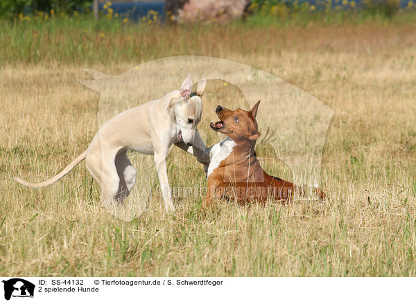 2 spielende Hunde / 2 playing dogs / SS-44132