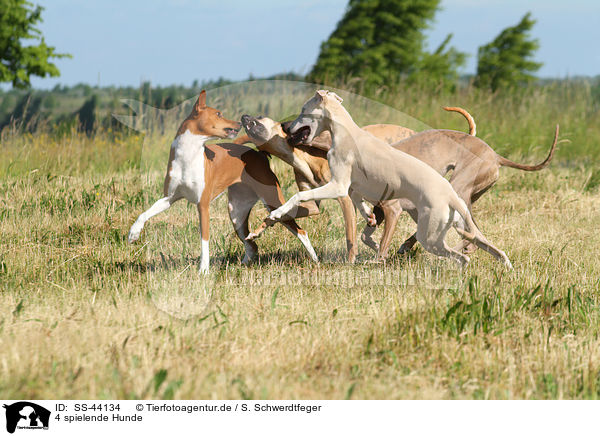 4 spielende Hunde / 4 playing dogs / SS-44134