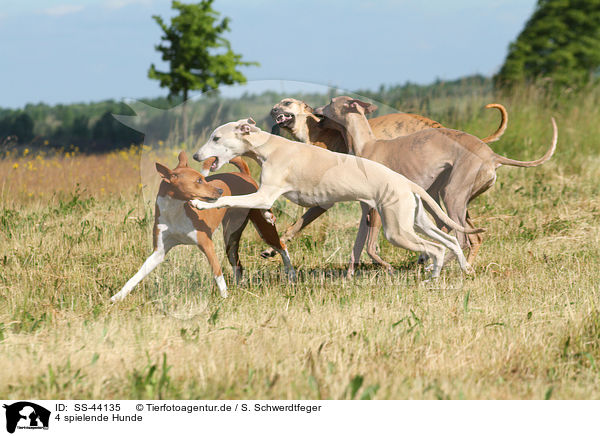 4 spielende Hunde / 4 playing dogs / SS-44135