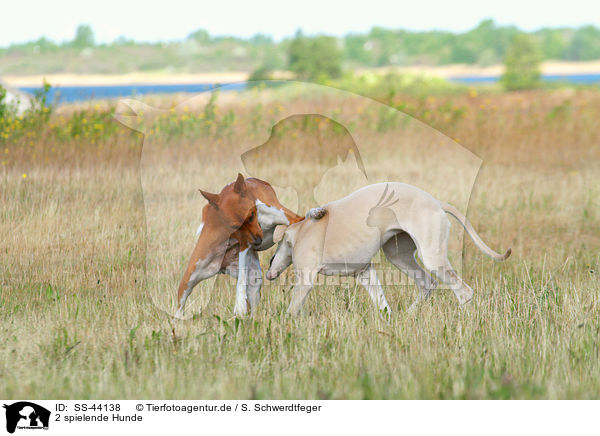 2 spielende Hunde / 2 playing dogs / SS-44138